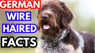 German wirehaired pointer  Top 10 Facts [upl. by Niwhsa]