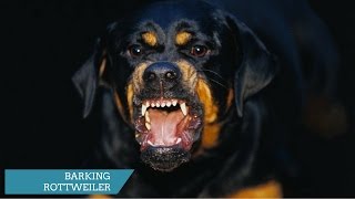 ROTTWEILER BARKING  ROTTWEILER HOWLING AND BARKING COMPILATION 2017 [upl. by Goerke]