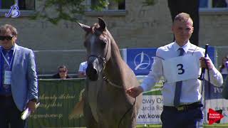 Bialka 2019  Yearling Colts Class 1A [upl. by Toth]