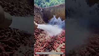 Satisfying Process Of Rinsing Sweet Potatoes In Starch Manufacturing Factory [upl. by Gildus]