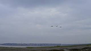 Wildfowling Duck Shooting A Tide Flight [upl. by Halyahs152]