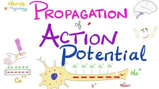 Propagation of the Action Potential  Nerve Excitability  Nerve Physiology Series [upl. by Kantos]