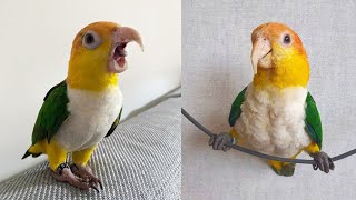 Funny White Bellied Caique Parrot Talking And Dancing  White Bellied Caique Playing  Funny Parrots [upl. by Mariandi]