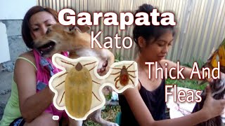 Paano Tanggalin Ang Garapata Sa Makulit Na Aso  Kato Ng Aso  Melgabar Je Vlog [upl. by Greerson]