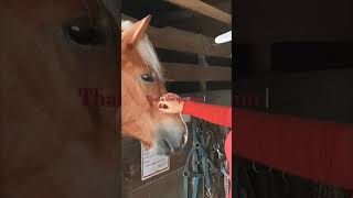 Double life equestrian horses englishriding westernriding jumping barrelracing haflinger [upl. by Goodwin]