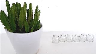 How to Grow Stapelia Succulent Plants from Cuttings in Water Stapelia Hirsuta Propagation [upl. by Durand]