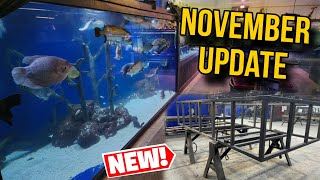 Early November Update Fish Tanks and More [upl. by Notslar169]