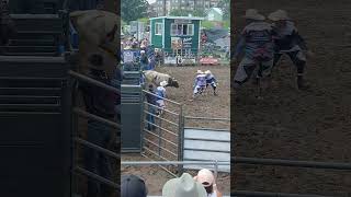 Bull Riding at Hamel PRCA Rodeo Rodeo bullriding cowboy cowboylife prca prorodeo bullrider [upl. by Hanauq241]