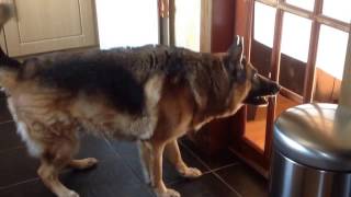 German Shepherd Extremely Barking 3 [upl. by Ahseret]