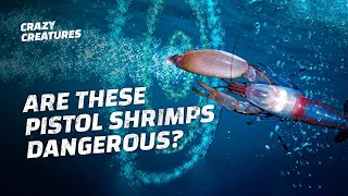 Rare Video of Tiger Pistol Shrimp poppingclicking loud noise Loudest animals in the world [upl. by Ilac]