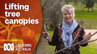 Why you should prune your deciduous trees to lift their canopy  Gardening 101  Gardening Australia [upl. by Adabelle329]