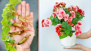 The easiest way to propagate beautiful long lasting flowers [upl. by Syned83]