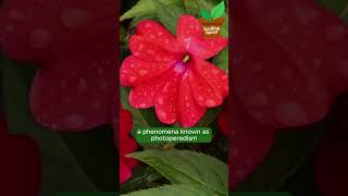 Interesting Plant Facts Part 7 plants facts plantfacts gardening trees [upl. by Down840]