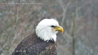 Hays Eagles Closeup of V perched showing upper beakcere scars still present 1132024 1124am [upl. by Jeffrey]