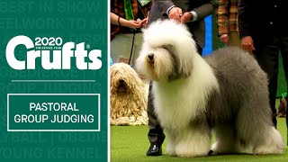 Pastoral Group Judging  Crufts 2020 [upl. by Larisa344]