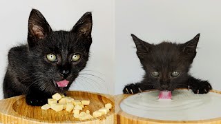 Kitten drinking milk and eating crunchy cheddar cheese ASMR [upl. by Malinin682]