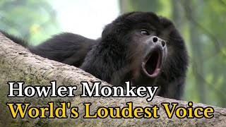 Howler Monkey Howling Compilation  Sounds of Howler Monkey Howling  Alouatta Sound [upl. by Roseanne]