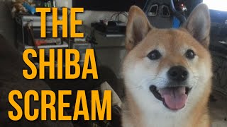 The Shiba Scream 2 Ozy Sees Something Interesting [upl. by Kahle877]