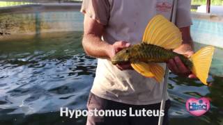 Hypostomus Luteus wild caught from South America [upl. by Neville]