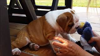 English Bulldog puppy first day home [upl. by Enitsahc]