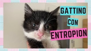 ENTROPION NEL GATTINO cosè Come si cura [upl. by Natascha]