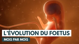 Le développement du fœtus  Évolution grossesse  Animation 3D [upl. by Kcirredal]