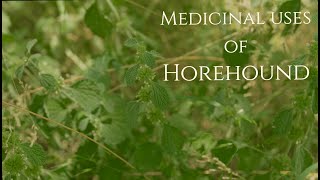 Medicinal Uses of Horehound [upl. by Okimuy]