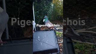 Info sur pigeon cauchois pigeon aviculture elevage [upl. by Aicekan]