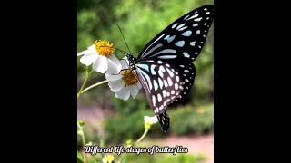 Butterfly life cycleplants zoology Entomology gardening plantscience biology [upl. by Nahgen]