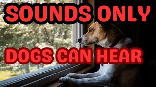 Discover the Amazing Sounds Only Dogs Can Hear doglover dogs dogintelligence yourdog [upl. by Inavoj340]