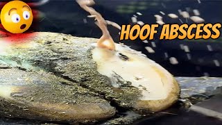 hoof abscess in cattle 🐄 [upl. by Etoile]