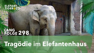 Trauer um Hoas Baby Langfolge 298  Elefant Tiger amp Co  ARD [upl. by Dryden]