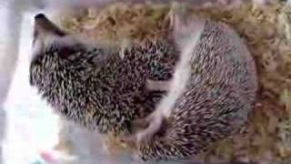 Hedgehogs mating [upl. by Paten]