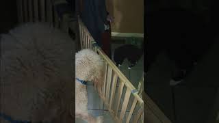 TeddyTheGoldenDoodleDog Vs MickeyTheCat LaserDog LaserCat Lasertron WhoGetsTheLaser [upl. by Sinaj]