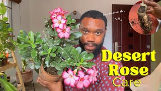 Detailed Desert Rose care How to prevent stem rot and tips for heavy flowering [upl. by Antonina]