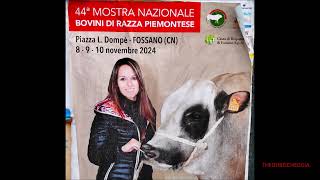 44a MOSTRA NAZIONALE BOVINI RAZZA PIEMONTESE E MOSTRA CAMPANACCI A FOSSANO CN SAB 9  11  2024 [upl. by Melinda]