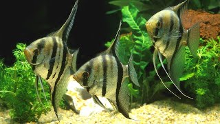 Most beautiful freshwater angelfish tank setup  underwater angelfish tank complete tour  HD [upl. by Zorina447]