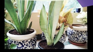 Sansevieria Moonshine Snake Plant Propagation [upl. by Mueller]