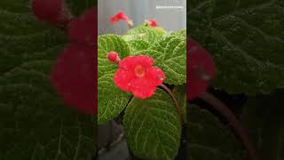 Episcia cupreata  Flame Violet  Gesneriaceae Family plantscience4u [upl. by Moth]