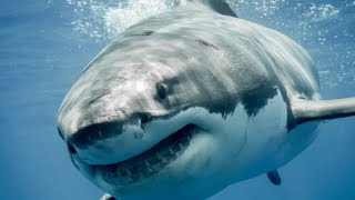 Why You Wont See A Great White Shark At An Aquarium [upl. by Harvard]