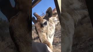 Amazing Giraffe Encounter In Lion Park Johannesburg South Africa [upl. by Apgar]