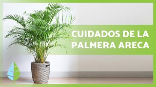 Cómo CUIDAR una PALMERA ARECA🌴💧 – ¡Riego abono reproducción y más [upl. by Davenport]