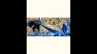 Must Watch birds animals hunts nature wildlife amazing shorts youtubeshorts [upl. by Luby]