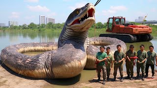 The Largest Snake on Earth was Caught on Camera Is That a Titanoboa [upl. by Dalohcin]