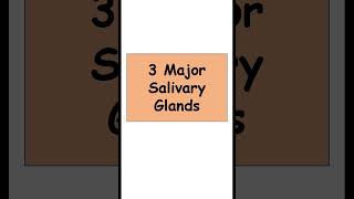 3 Major Salivary Glands anatomy digestiveorgans biology [upl. by Issirk]