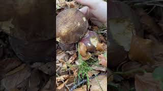 Boletus Pinophilus 2025 [upl. by Adnolahs]