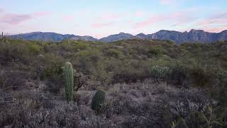 Sonoran Desert Slow Motion Cam HD  Oro Valley Arizona [upl. by Atteloiv]