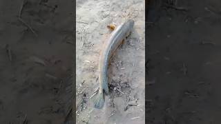 Tarbela Dam Namalom Point fishing fishingvideo soul snakheadfish [upl. by Yauqram]