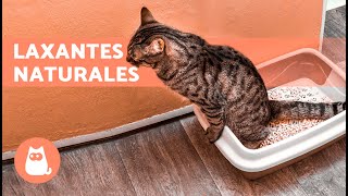 8 REMEDIOS CASEROS para el ESTREÑIMIENTO en GATOS 🐱🐾 ¿Qué Darle a un Gato Estreñido [upl. by Rimaj258]