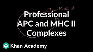 Professional antigen presenting cells APC and MHC II complexes  NCLEXRN  Khan Academy [upl. by Eltsyrc]